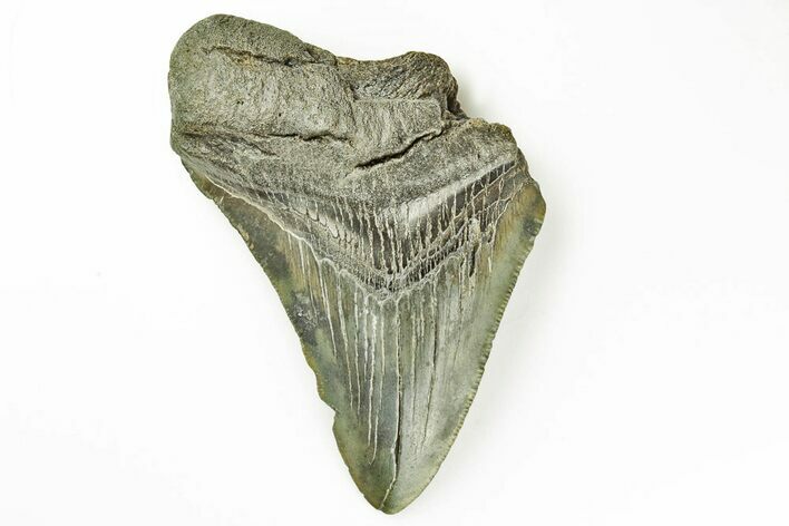 Fossil Megalodon Tooth - South Carolina #171099
